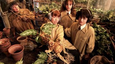 plantas reales en el mundo de harry potter