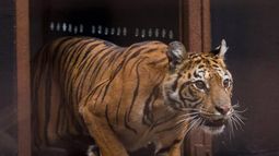 Flora había sido trasladada desde Luján hacia Países Bajos. Flora había sido trasladada desde Luján hacia Países Bajos.