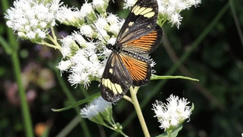 f800x450 124336_175782_5050.png