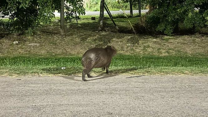 Un carpincho suelto en la Ruta 28