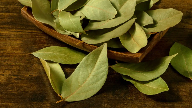El laurel posee muchos beneficios medicinales. (elespañol.com)..webp