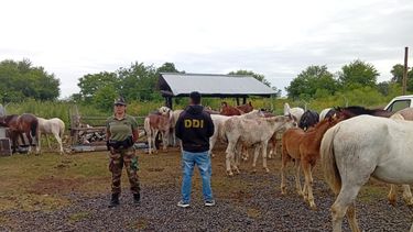 EN MALAS CONDICIONES. Así fueron encontrados los animales. Buscan a sus dueños.