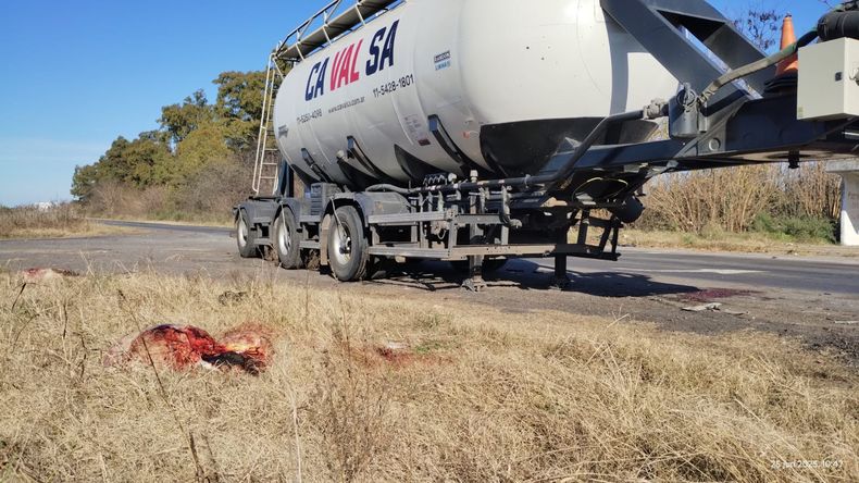 Las ocho vacas atropelladas fueron faenadas por los vecinos.