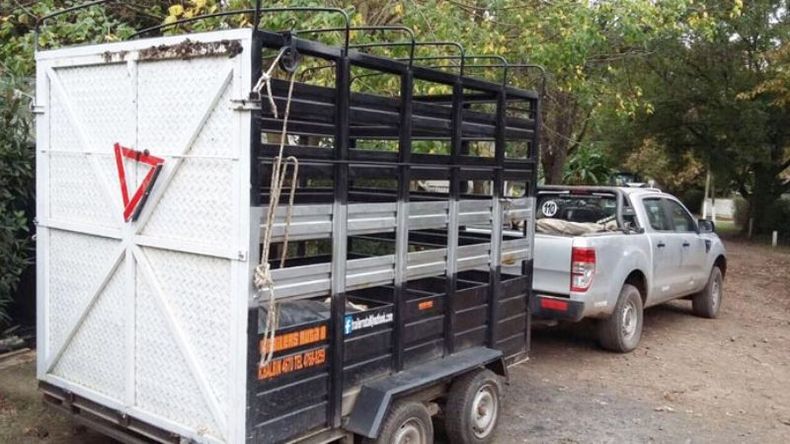 TRASLADO. Con la colaboración de un vecino, la vaca fue llevada a un campo de Luján. .