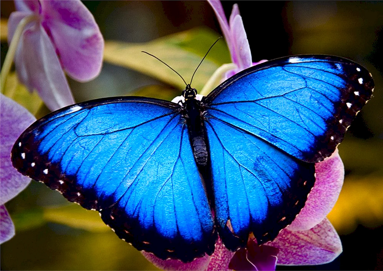 La mariposa Morpho deslumbra con su color azul. (Pinterest)..png