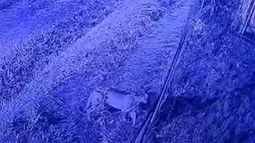 El puma fue divisado en las inmediaciones de Pilar del Este.