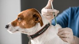 La vacuna antirrábica debe aplicarse una vez al año en perros y gatos.&nbsp;