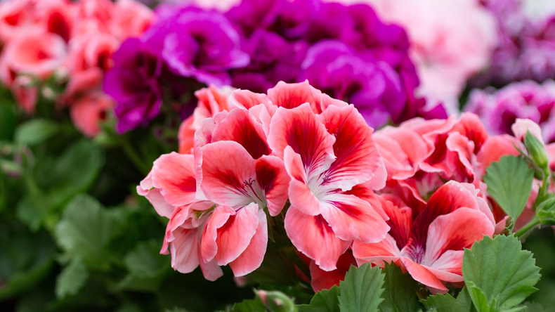 Los geranios son ideales para jardines y macetas. (floreshermosas.top)..png