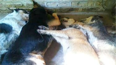 IMAGEN DOLOROSA. Cuatro de los cinco perros envenenados..