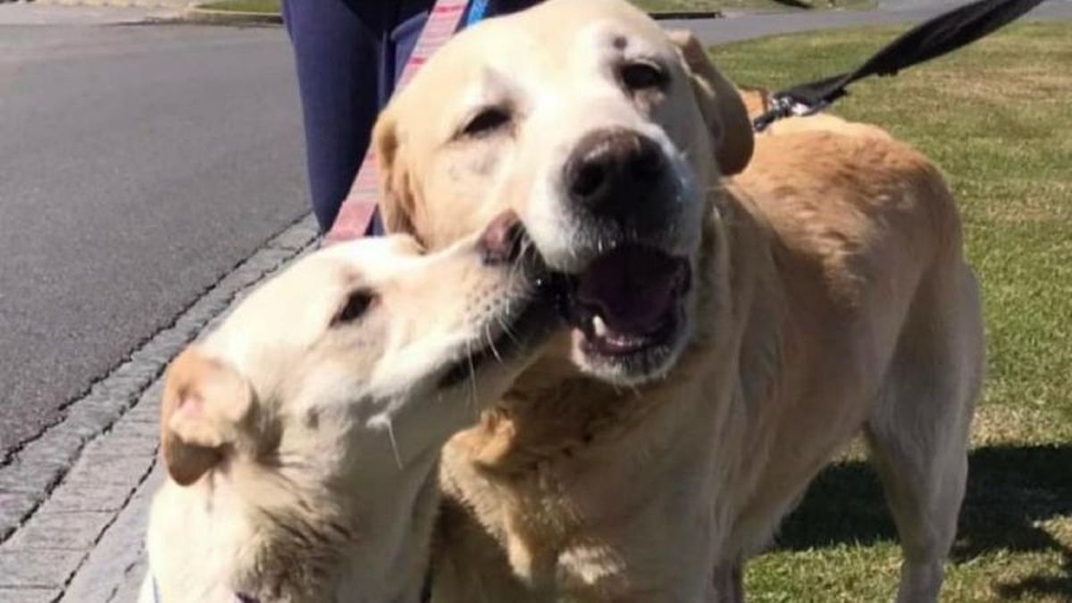 Buscan una familia para Rufo y Alba, dos perros inseparables