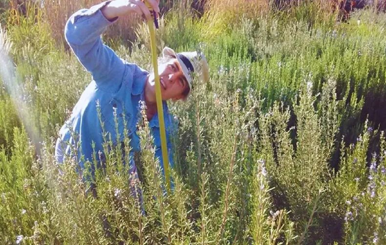 Es de porte erecto, de plantas altas y robustas. (reporterpatagonia.com).jpg