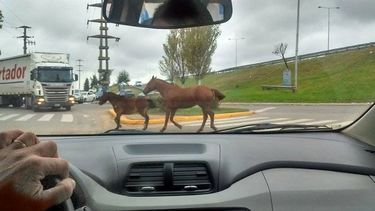 Rebelión en la granja: caballos sueltos en Panamericana