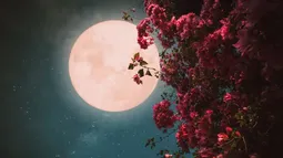 Luna Rosa en Argentina: a qué hora se verá el 1 de abril Luna Rosa en Argentina: a qué hora se verá el 1 de abril