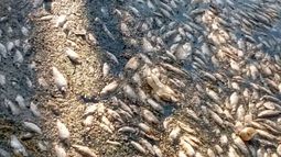 Alerta por la aparición de centenares de peces muertos en el río Luján