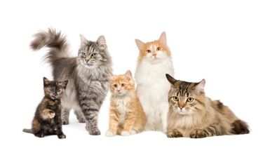 Desmienten que los gatos puedan transmitir coronavirus