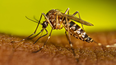 En el período interepidémico del 23 de junio de 2024 al 4 de enero de 2025 se registraron 16 casos confirmados de dengue en la Provincia.