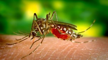 dengue: record historico de casos en la provincia de buenos aires