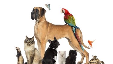 Para los amigos de las mascotas