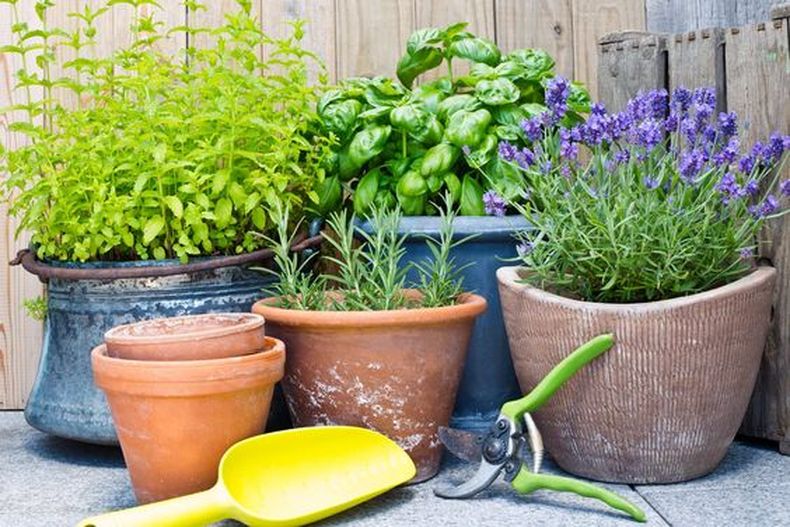 Aromáticas de otoño para macetas. (gardenandhappy.com).
