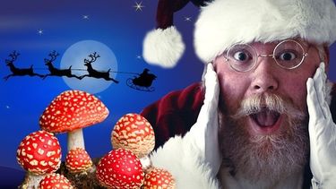 amanita muscaria: el hongo que influencio la navidad