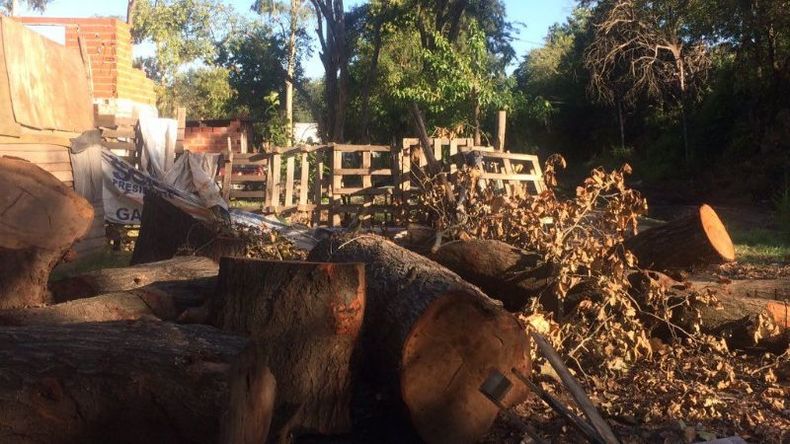 El árbol cortado, en el lugar de la tragedia. Foto tomada, ayer, por Rosario Belaustegui..