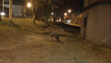 El animal fue fotografiado por un vecino..