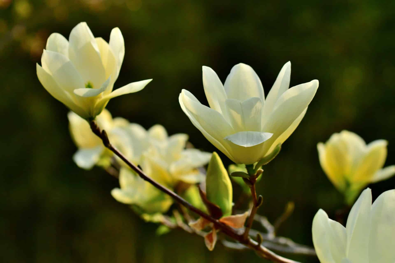La Magnolia es una de las plantas favoritas. (holdenfg.org)..png