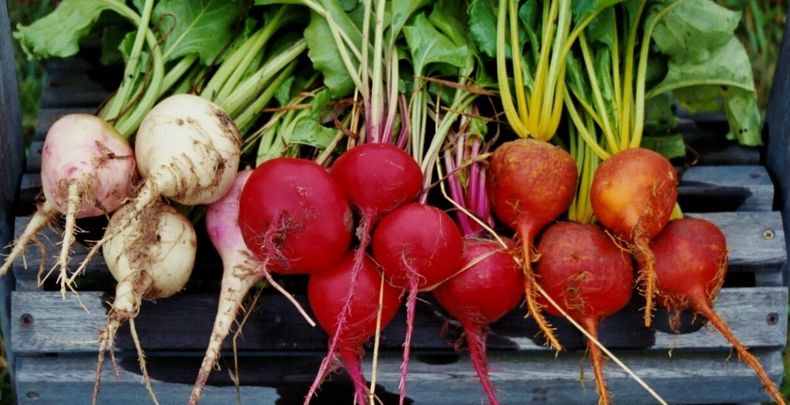 ¿Qué cultivar en julio? (buenavibra)..jpg
