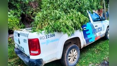 Un patrullero se lleva las 18 plantas que estaban en el patio de una casa.