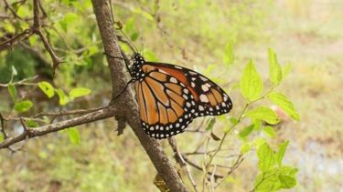 Si querés que con la primavera lleguen las mariposas…