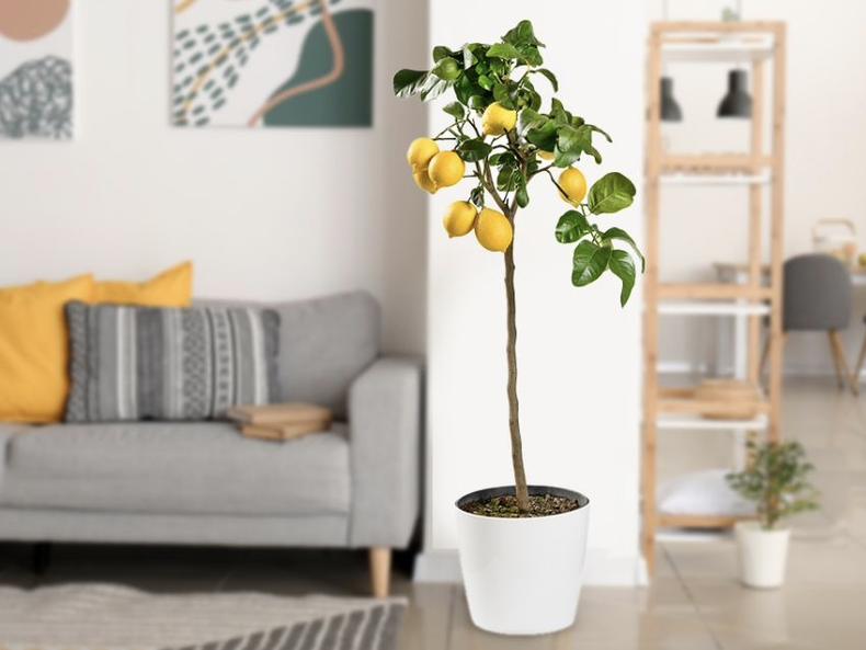 Limonero enano_Plantas de interior.png