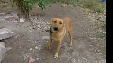 El refugio da asilo a perros que son abandonados por sus dueños..