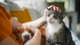 Banco Provincia lanzó un seguro para mascotas con tres planes, asistencia veterinaria, cobertura ante imprevistos y contratación online para perros y gatos.