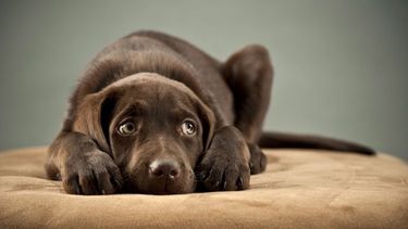 Los perros tienen mayor sensibilidad auditiva que los humanos.