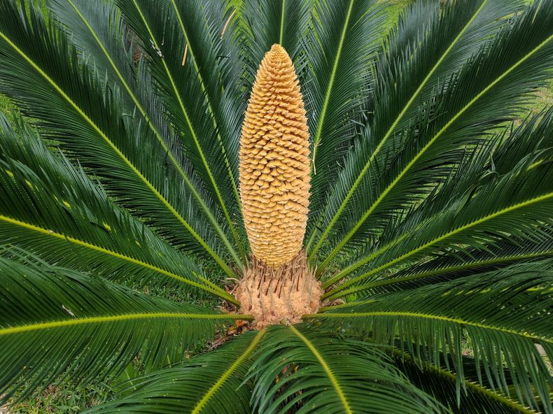 Cycadales. (indefenseofplants.com)..jpg