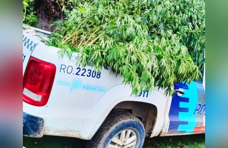 En la vivienda donde buscaban al agresor, la policía halló 12 plantas de marihuana de gran tamaño.&nbsp;