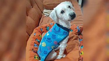 Ayer al mediodía (por el viernes) se me escapó la perra. Fue Goleta Sarandí 1256. Se llama Flopy y jamás salió a la calle. Yo soy sola, vivo con mis dos hijos y estamos desesperados llorando. Es muy importante encontrarla, ella es una más de nuestra pequeña familia. Mi teléfono es 1560079462. Zulma..