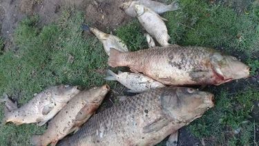 Mortandad de peces