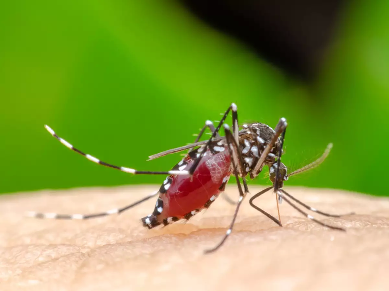La Chikunguña tiene dolores crónicos en las articulaciones. (RT)..webp