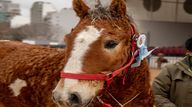 Caballos con rulos en la Exposición Rural de Palermo. (TN)..png