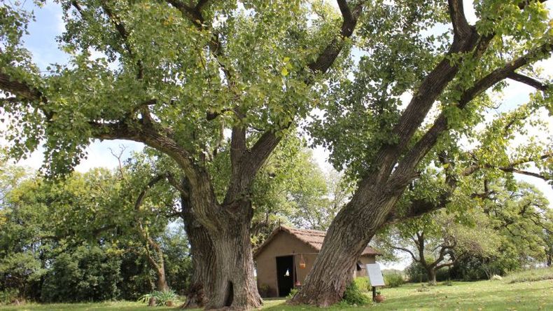 Añosos árboles custodian la capilla del Lugar del Milagro. .