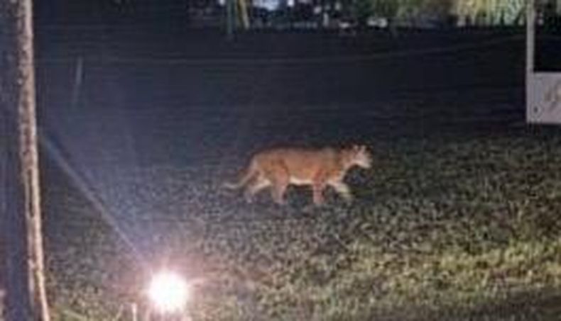 puma campo grande  (1)