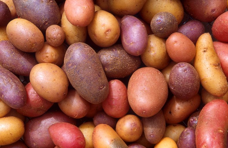 Existen más de 5.000 variedades de papas. (Infobae)..jpg