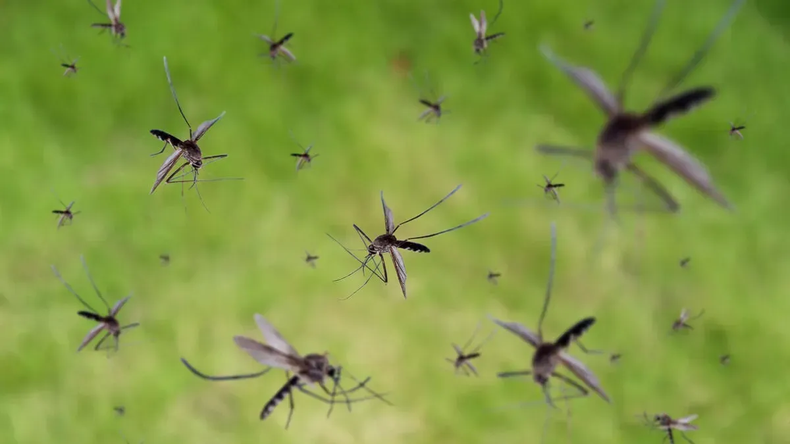 La invasión de mosquitos se debe a las abundantes lluvias y las altas temperaturas. ( Renacer FM)..webp