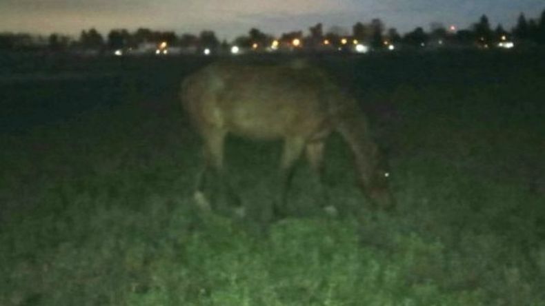 El animal fue rescatado a pocos metros del lugar. Foto @juancaimpacto..