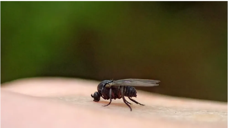 Barigüí, la mosca negra, tiene una mordedura muy dolorosa.&nbsp;