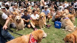 Una juntada de golden retriever copó Palermo y Buenos Aires marcó un nuevo récord mundial