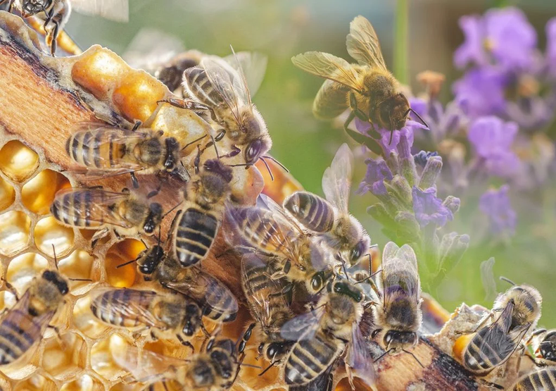 Hoy es el Día Mundial de las Abejas. (Meteored)..webp