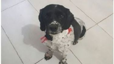 Buscan a una perrita perdida