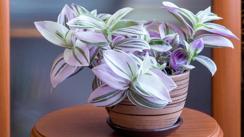 Tradescantia o planta de amor. (iStock)..jpg